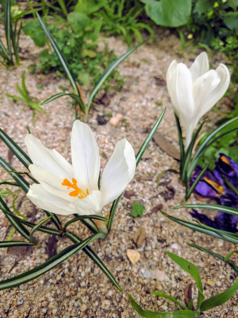 Flowers are starting to bloom on San Francisco streets.