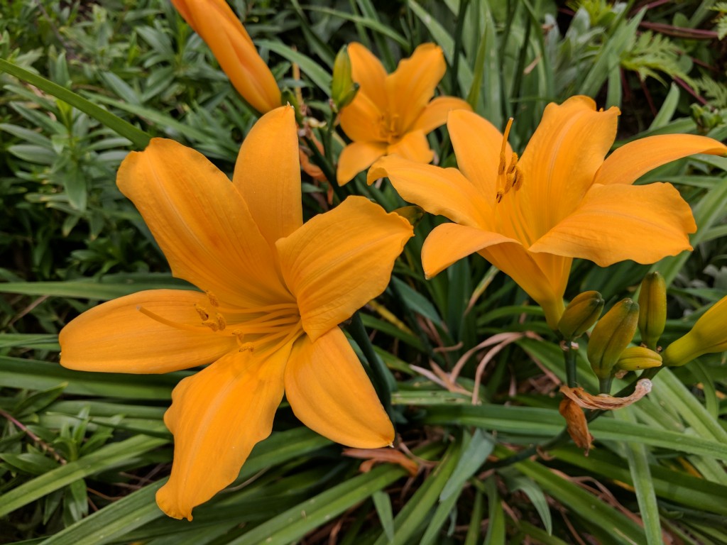 Flowers at Shinn Historical Park and Arboretum in Fremont, CA.